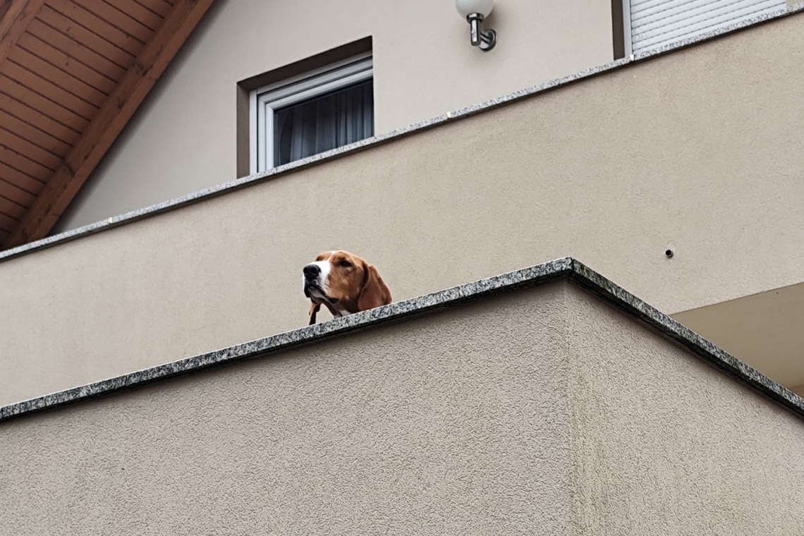 Foto: Družbena omrežja