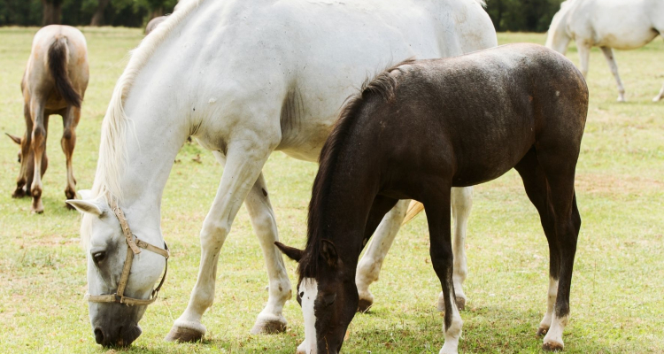 Neznanec ponoči odprl bokse v Lipici, konje vrnili brez poškodb