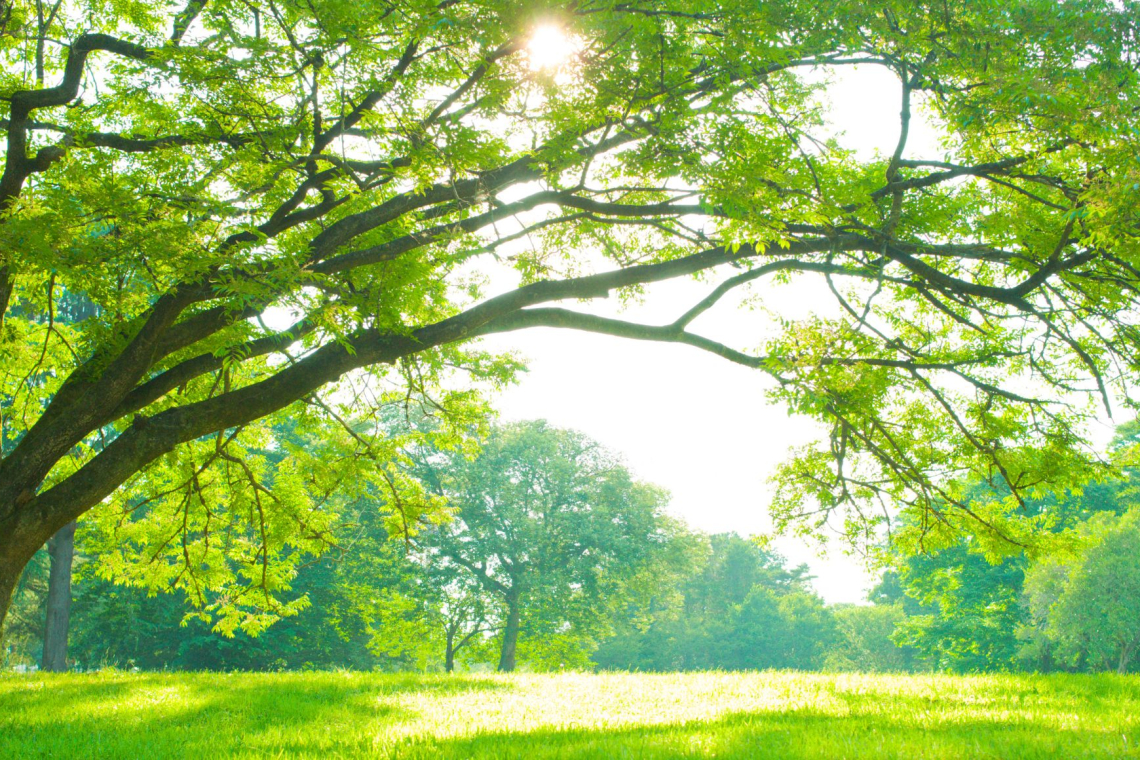Evropska sredstva za ureditev parka pri Kulturnem centru Semič